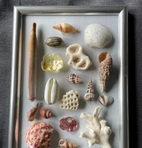 Shell frame